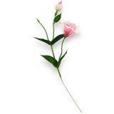 Fir liziantus H:48cm S/12 roz