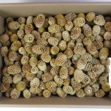 Sabulosum natur 2.7kg z092