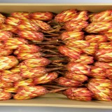 Protea rosu