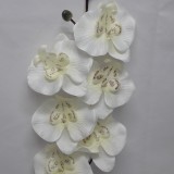 Fir orhidee 80cm S/6 crem