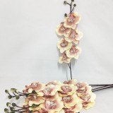 Fir orhidee 80cm S/6 nalba