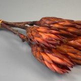 Protea piros II. oszt. natúr