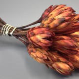 Protea piros III. oszt. natúr