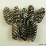 Szivar toboz 5-9cm 1kg havas