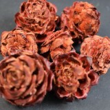 Pubescens piros