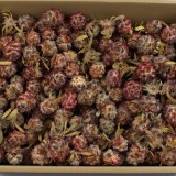Pubescens natúr Z091. árcsop.