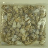 Kagyló 0,5kg Vaalaipoo-Kúpcsiga natúr