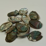 Kagyló Abalone natúr