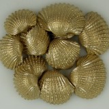 Kagyló Chippi-Szívkagyló 3-5cm kicsi arany
