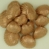 Kagyló Chippi-Szívkagyló 3-5cm kicsi bronz