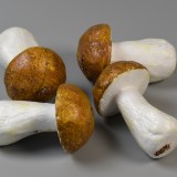Betűző gomba vargánya 6cm barna