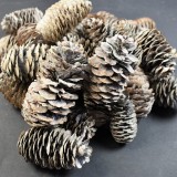 Kínai hosszúkás toboz 5-6cm fehér&glitter