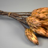Protea sárga bimbó II. oszt. natúr