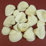 Kagyló 1kg Chippi-Szívkagyló 2-3cm mini fehér nat