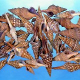 Kagyló 1kg Chinna thirukkani-Tündércsiga
