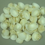 Kagyló 1kg Chippi-Szívkagyló 5-7cm közép fehér nat