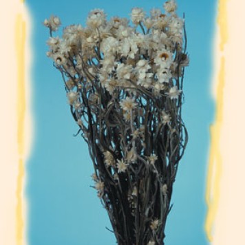 Ammobium alb