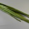 Frunza palmier lung verde deschis