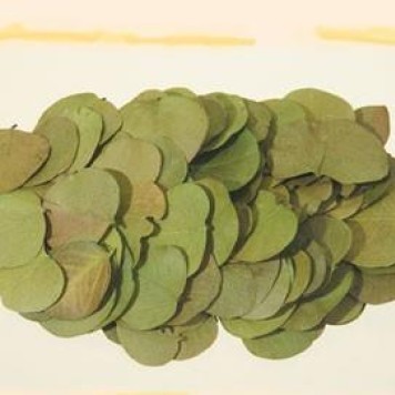 Frunze moneta verde muschi
