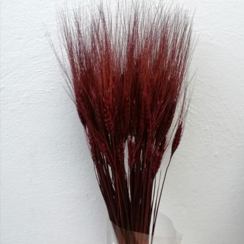 Grau cu spic lung bordeaux