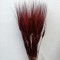 Grau cu spic lung bordeaux