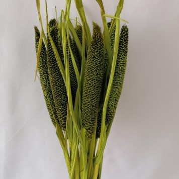 Babala verde deschis