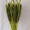 Babala verde deschis