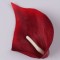 Cap cale 16cm s/24 rosu