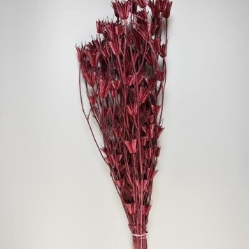 Nigella bordeaux