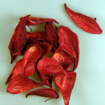 Tutun salbatic rosu