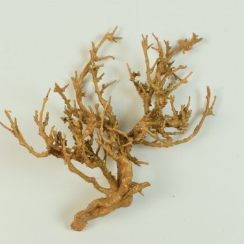 Radacina cerata portocaliu