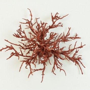Radacina cerata rosu