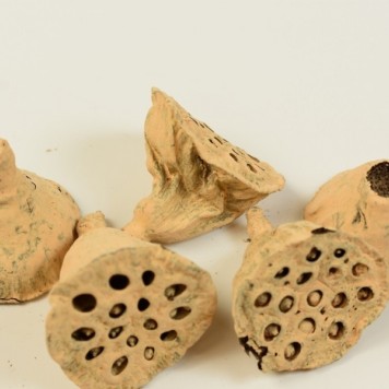 Lotus mic 4-6cm vopsit piersica