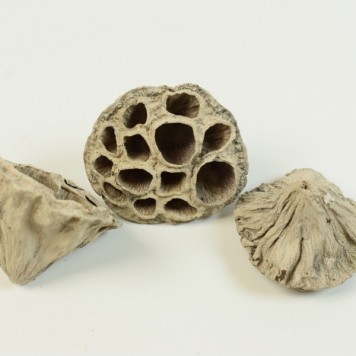 Lotus mic 4-6cm vopsit gri