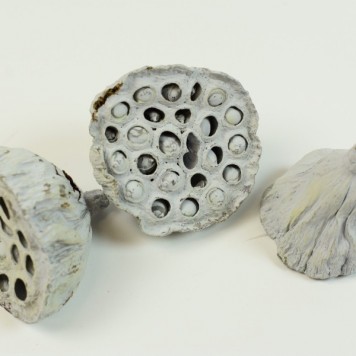 Lotus mic 4-6cm vopsit albastru deschis