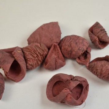 Lali vopsit bordeaux