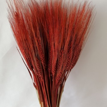 Grau cu spic lung bordeaux