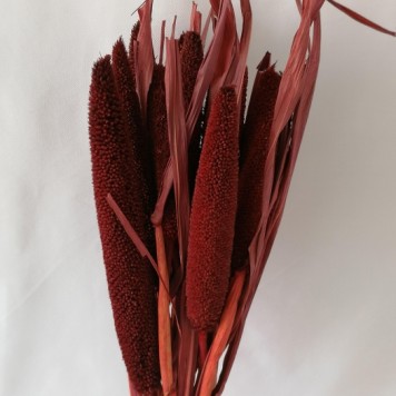 Babala bordeaux