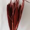 Babala bordeaux