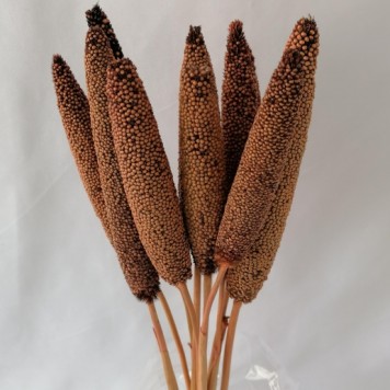Babala piersica