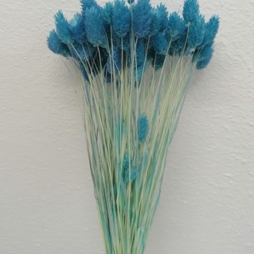 Tallaris albastru deschis