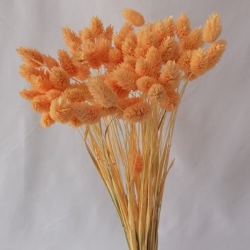 Tallaris piersica