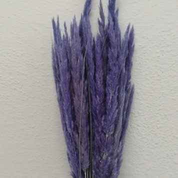 Iarba mov deschis