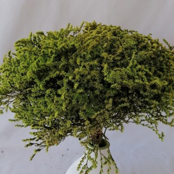 Statice tatarica verde deschis