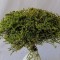 Statice tatarica verde deschis