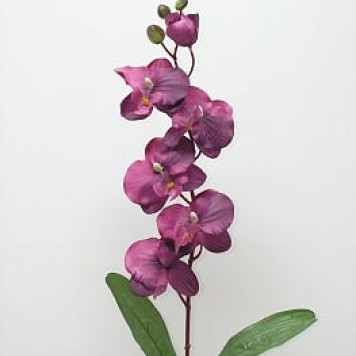 Fir orhidee ciclam