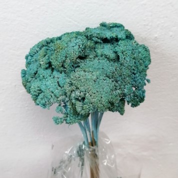 Achillea albastru deschis