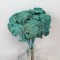 Achillea albastru deschis
