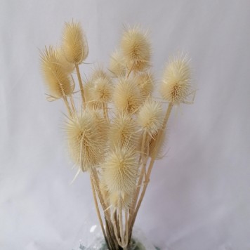 Ciulin alb