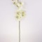 Fir orhidee extra verde deschis